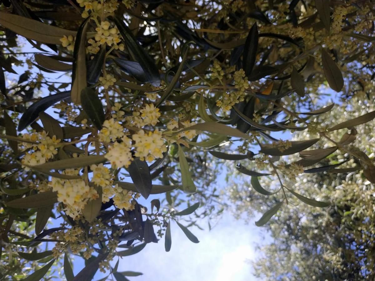 Vacanza In Ogliastra แตร์เตนิอา ภายนอก รูปภาพ
